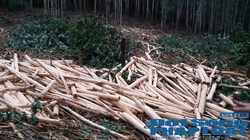 Tranh chấp đất rừng, lâm trường khiến người dân bị thương?