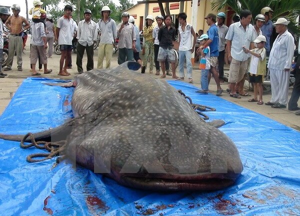 Cá voi nặng 250 kg mắc lưới ngư dân được mang về trưng bày