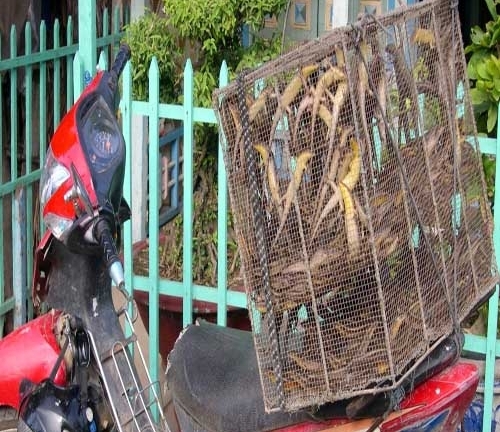 Rước họa vào thân vì cầu 