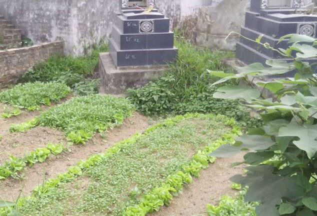 Hà Nội: Hoảng hồn những luống rau xanh mướt ngay trên nghĩa địa