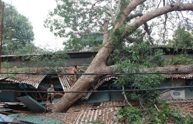 Hà Nội: Cổ thụ bật gốc đè sập ki ốt, cả khu chợ hoảng loạn