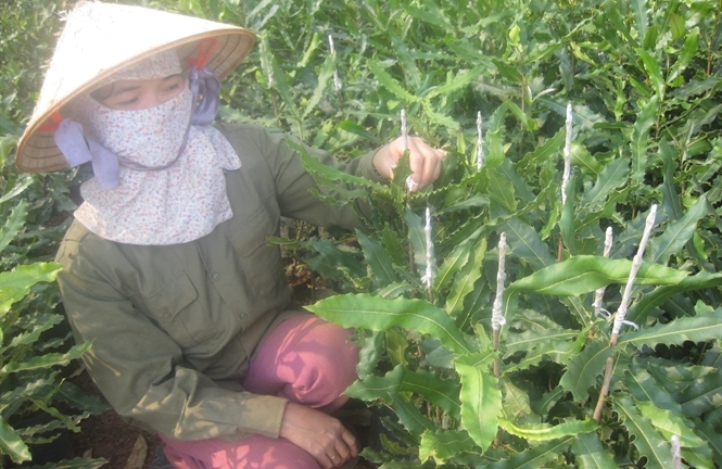 Lâm Đồng: Nông dân khóc ròng vì cây 'tỷ đô' mắc ca
