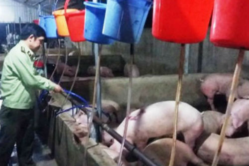 Phạt gần 80 triệu đối với cơ sở bơm nước vào heo