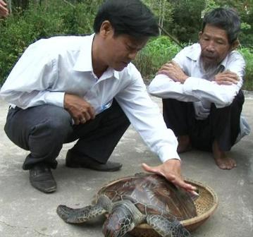 Rùa biển quý hiếm sa lưới ngư dân phá Tam Giang