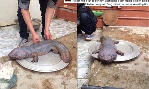 Người tung quái vật giả ở Vĩnh Phúc sẽ bị xử lý thế nào?