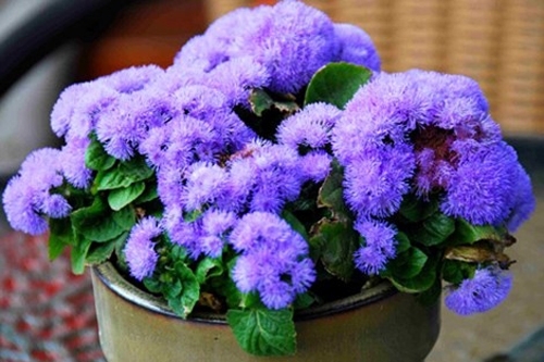 Cách đuổi muỗi đơn giản, hiệu quả nhất