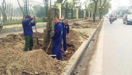 Hạ chặt 6.700 cây xanh, Hà Nội sẽ bị ảnh hưởng không nhỏ