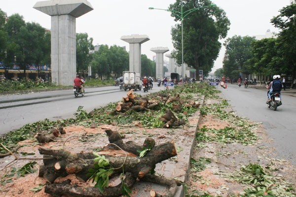 Chặt 6.700 cây xanh: Anh em GS Nguyễn Lân Dũng