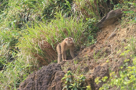 Truy tìm nguồn gốc con khỉ 'thích' tấn công phụ nữ ở Đà Nẵng