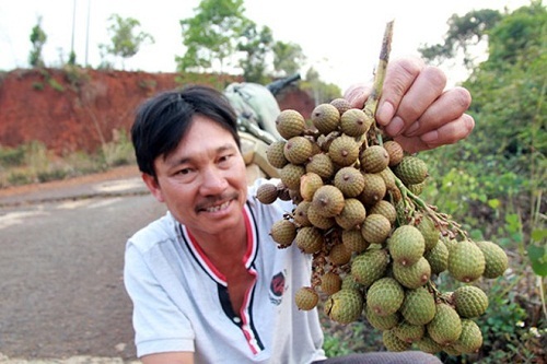 Người dân bỏ rẫy vào rừng tìm trái mây 