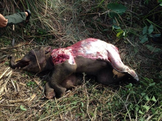 Liên tiếp phát hiện nhiều cá thể voi chết bất thường tại Đắk Lắk