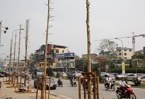 Vụ chặt cây xanh: Sở Xây dựng Hà Nội trả lời câu hỏi của báo chí