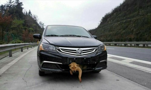 Chú chó sống sót kì diệu sau khi bị xe ô tô đâm và kéo đi hơn 400 km