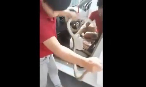 Hãi hùng phát hiện con trăn dưới vô lăng ô tô