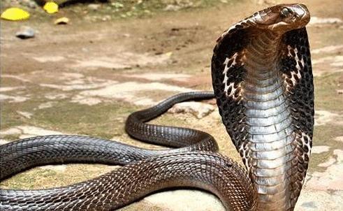 Nam thanh niên bị rắn hổ chúa 