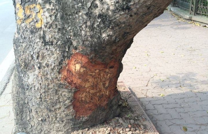 Xôn xao những vết
