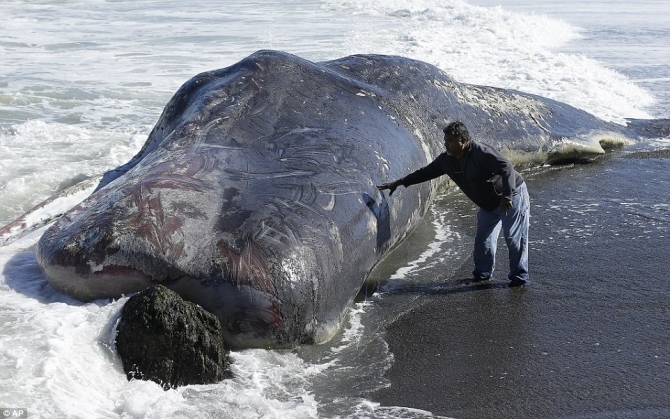Sốc với hình ảnh “quái vật” khổng lồ chưa từng thấy