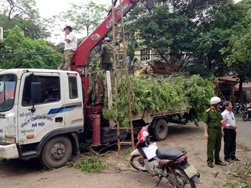 Xà cừ bật gốc trên phố Hà Nội, một nữ sinh bị thương