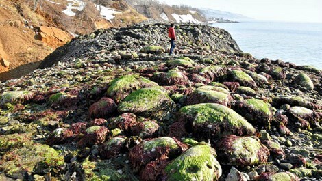 Sau 1 đêm bờ biển Nhật Bản nổi lên thêm 300m