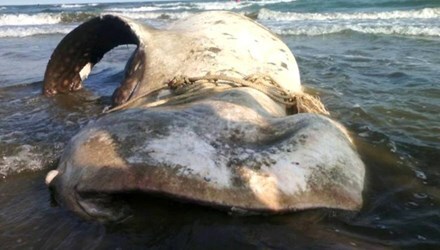 Bình Thuận: Chôn cất cá voi nặng 2 tấn trôi dạt vào bãi biển