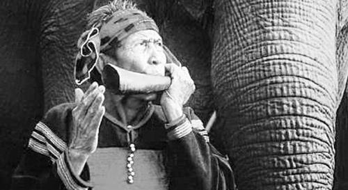 Những thảo dược quý hơn cả Viagra của cụ ông 102 tuổi