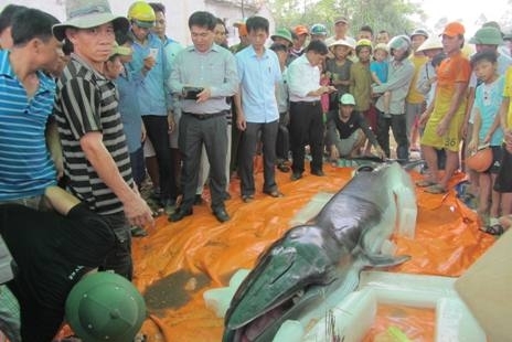 Ngư dân Thanh Hóa phát hiện xác cá voi nặng 500kg trôi dạt vào bờ biển