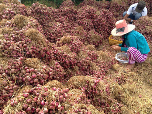 Hàng trăm người mù mắt vì bóc hành tím