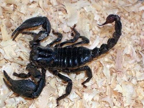 Quý ông bỏ tiền “khủng” thuê người săn bọ cạp chúa làm “vũ khí phòng the”