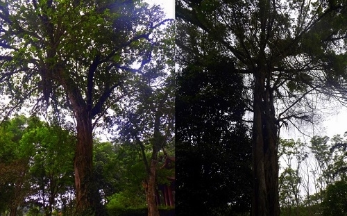 Khám phá vườn thượng uyển của vua Lê ở Khu di tích Lam Kinh