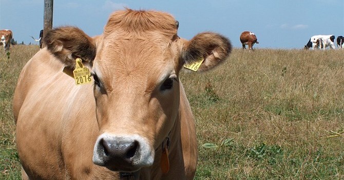 FLC và Vingroup đồng loạt đầu tư vào nông nghiệp Thanh Hóa