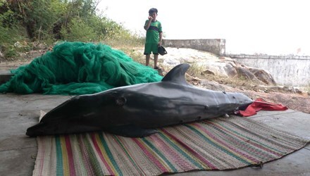 Cá heo hấp hối nặng hơn 100kg dạt vào bờ biển Quy Nhơn