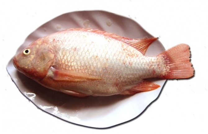 Cách làm món cá diêu hồng sốt ngũ sắc