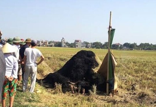 Phát hiện người đàn ông chết cháy ngoài cánh đồng