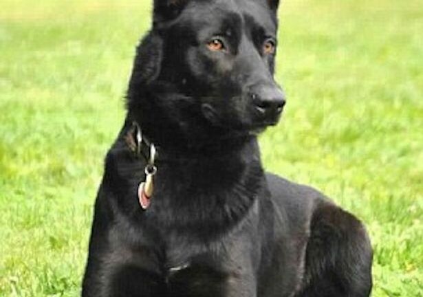 Một chú chó nghiệp vụ đánh bại 3 tên côn đồ để cứu chủ nhân