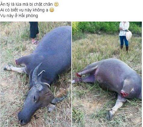 Phẫn nộ hình ảnh trâu bị chặt chân vì ăn lúa