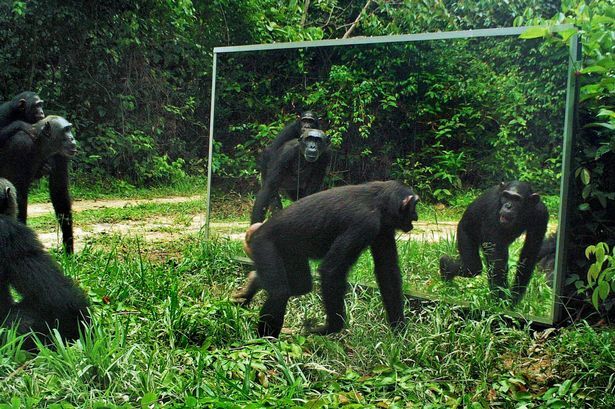 Thú vị với phản ứng của thú rừng trước ảnh của chúng trong gương