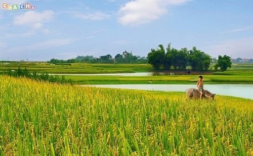 Xúc động nghẹn ngào với những ca khúc quay về tuổi thơ