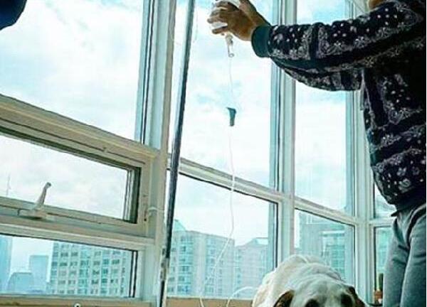 Kỳ lạ chú chó khỏi bệnh ung thư sau khi được đi du lịch khắp nước Mỹ