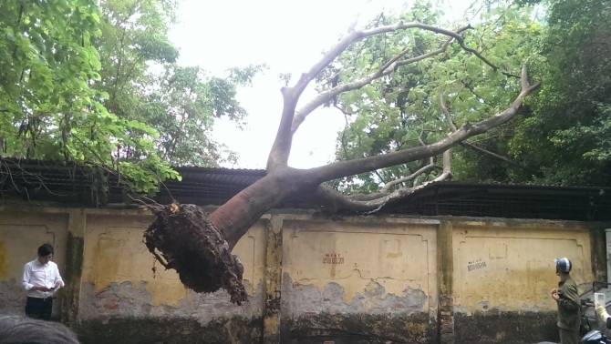 Cây xanh bật gốc đổ xuống trường học, dân chạy toán loạn
