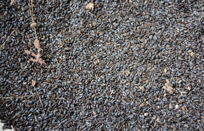 Xuất hiện bầy bọ lạ giống bọ hung ở Phú Yên