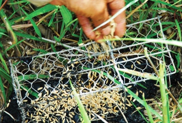 Dùng điện bẫy chuột, hai người bị điện giật tử vong