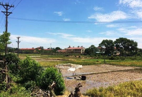 Đang cày ruộng, một nông dân bị điện giật chết