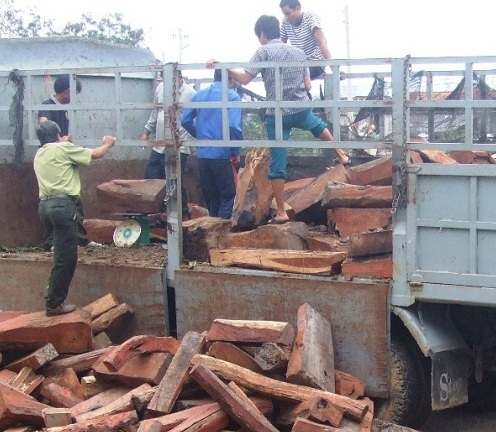 Bắt giữ xe vận chuyển gỗ trắc trị giá hàng tỷ đồng