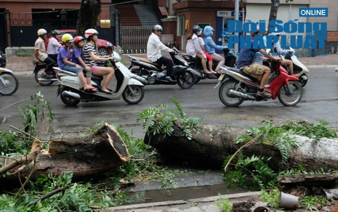 Hà Nội: Thót tim 50 người cứu nạn nhân bị cây cổ thụ đè