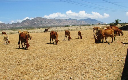 Ninh Thuận đang trải qua hạn hán khốc liệt nhất 2 thập kỷ qua