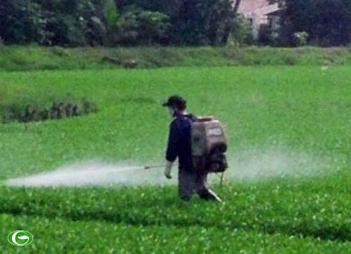 Vạch trần quy trình trồng rau muống