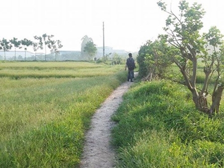 Thất tình, người đàn ông dùng súng tự sát giữa cánh đồng