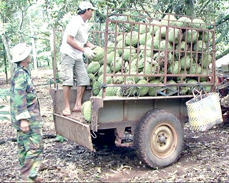 Thương lái lại ồ ạt mua sầu riêng non xuất sang Trung Quốc