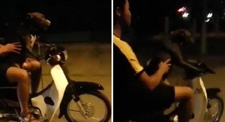 Hoảng hồn với clip nam thanh niên dạy chó lái xe
