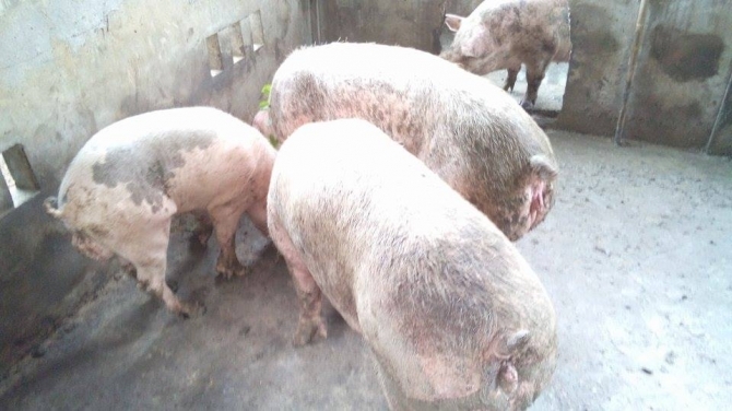 Kỳ bí nghĩa trang chôn heo ở ngôi đền trăm tuổi tại Sóc Trăng